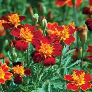 Red Gem Marigold Seeds – 50 Seed Packet – Edible & Long-Blooming Flowers - Image 1