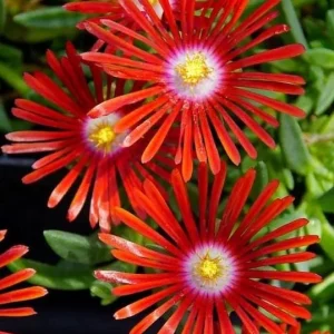 Red Ice Plant Live Plant - Delosperma cooperi, Red Flowering Ground Cover in 4 Inch Pot - Image 2