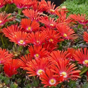 Red Ice Plant Live Plant - Delosperma cooperi, Red Flowering Ground Cover in 4 Inch Pot - Image 3