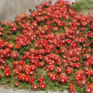 Red Ice Plant Live Plant - Delosperma cooperi, Red Flowering Ground Cover in 4 Inch Pot - Image 4