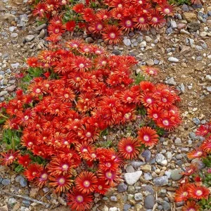 Red Ice Plant Live Plant - Delosperma cooperi, Red Flowering Ground Cover in 4 Inch Pot - Image 5