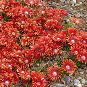 Red Ice Plant Live Plant - Delosperma cooperi, Red Flowering Ground Cover in 4 Inch Pot - Image 6