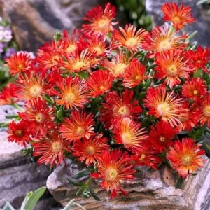 Red Ice Plant Live Plant - Delosperma cooperi, Red Flowering Ground Cover in 4 Inch Pot - Image 1