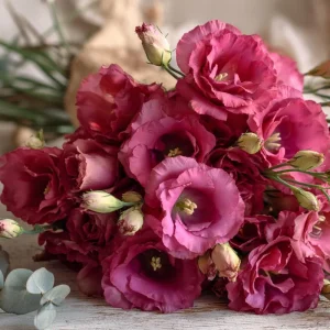 Red Lisianthus Seeds - Arena III F1 Eustoma Grandiflorum - 25 Seeds - Image 5
