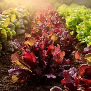 Red Oak Leaf Lettuce Seeds - 300 Seed Count - Crisp Leafy Greens for Gardens - Image 2