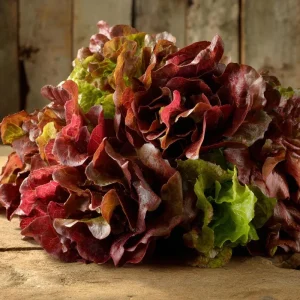 Red Oak Leaf Lettuce Seeds - 300 Seed Count - Crisp Leafy Greens for Gardens - Image 3