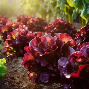 Red Oak Leaf Lettuce Seeds - 300 Seed Count - Crisp Leafy Greens for Gardens - Image 5
