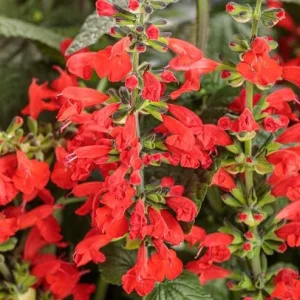 Red Salvia Live Plant - 2 Per Pot, Fragrant Perennial Sage, 4-inch Pot - Image 2