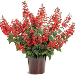 Red Salvia Live Plant - 2 Per Pot, Fragrant Perennial Sage, 4-inch Pot - Image 3