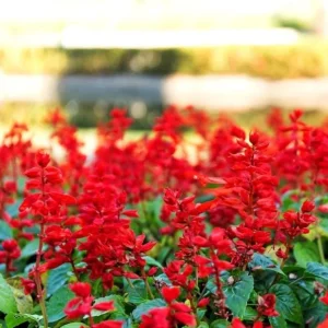 Red Salvia Live Plant - 2 Per Pot, Fragrant Perennial Sage, 4-inch Pot - Image 4