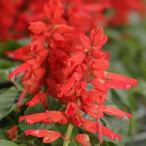 Red Salvia Live Plant - 2 Per Pot, Fragrant Perennial Sage, 4-inch Pot - Image 5