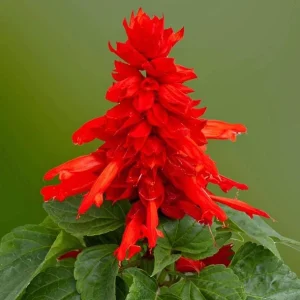 Red Salvia Live Plant - 2 Per Pot, Fragrant Perennial Sage, 4-inch Pot - Image 6