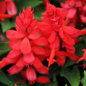 Red Salvia Live Plant - 2 Per Pot, Fragrant Perennial Sage, 4-inch Pot - Image 7