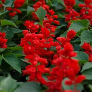 Red Salvia Live Plant - 2 Per Pot, Fragrant Perennial Sage, 4-inch Pot - Image 8