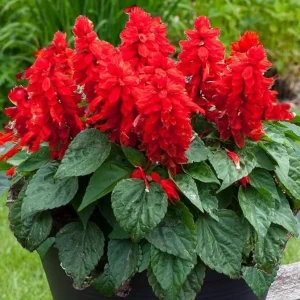Red Salvia Live Plant - 2 Per Pot, Fragrant Perennial Sage, 4-inch Pot - Image 1