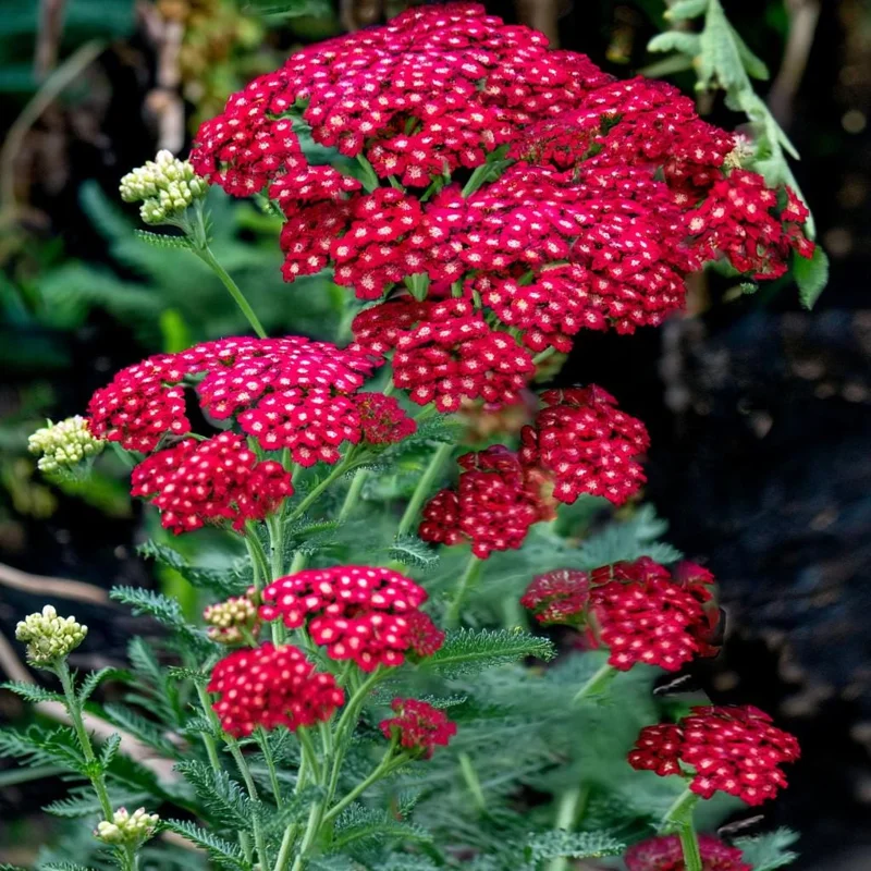 Red Yarrow Seeds - 500 Heirloom Achillea millefolium rubra for Gardens - Image 2