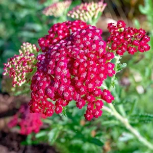 Red Yarrow Seeds - 500 Heirloom Achillea millefolium rubra for Gardens - Image 3