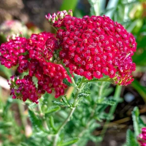 Red Yarrow Seeds - 500 Heirloom Achillea millefolium rubra for Gardens - Image 4