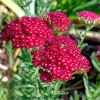 Red Yarrow Seeds - 500 Heirloom Achillea millefolium rubra for Gardens - Image 1