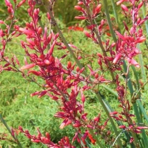 Red Yucca Live Plant – Hesperaloe parviflora – 4 Inch Tall in 4 Inch Pot – Outdoor - Image 2
