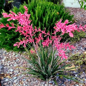 Red Yucca Live Plant – Hesperaloe parviflora – 4 Inch Tall in 4 Inch Pot – Outdoor - Image 3