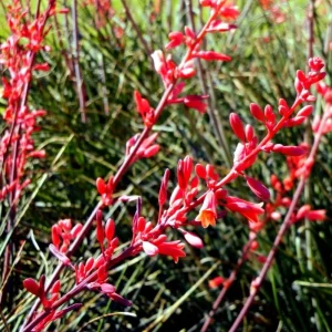 Red Yucca Live Plant – Hesperaloe parviflora – 4 Inch Tall in 4 Inch Pot – Outdoor - Image 4