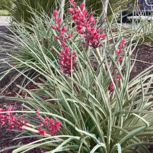 Red Yucca Live Plant – Hesperaloe parviflora – 4 Inch Tall in 4 Inch Pot – Outdoor - Image 6