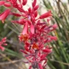 Red Yucca Live Plant – Hesperaloe parviflora – 4 Inch Tall in 4 Inch Pot – Outdoor - Image 1