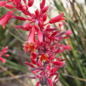 Red Yucca Live Plant – Hesperaloe parviflora – 4 Inch Tall in 4 Inch Pot – Outdoor - Image 1