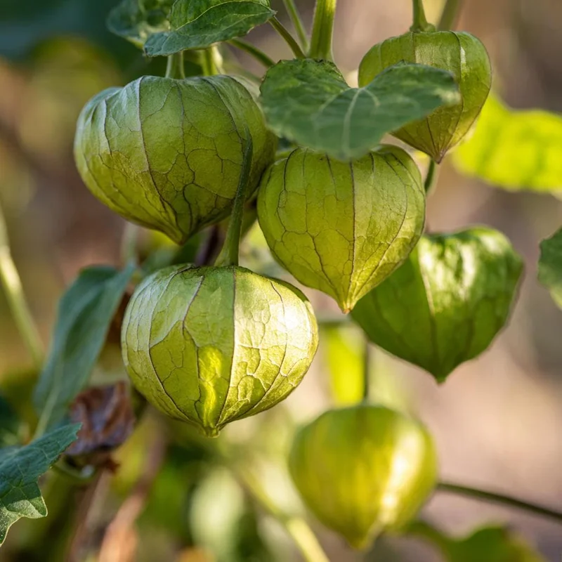 Rio Grande Verde Tomatillo Seeds - Heirloom Salsa Verde 50 Count - Image 2