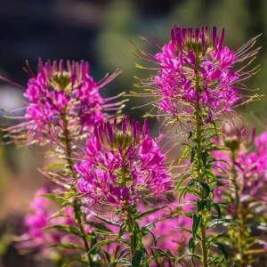 Rocky Mountain Bee Plant Seeds - 50 Count Packet - Pollinator Friendly Flowers - Image 2