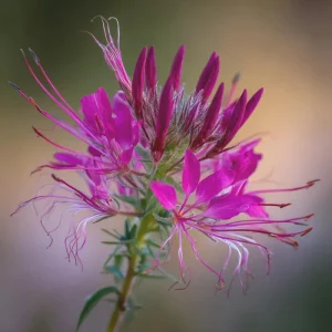 Rocky Mountain Bee Plant Seeds - 50 Count Packet - Pollinator Friendly Flowers - Image 4