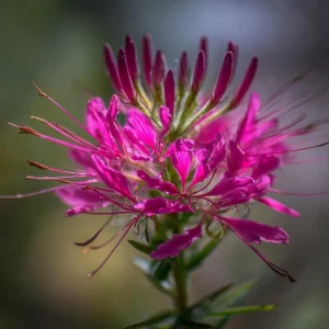 Rocky Mountain Bee Plant Seeds - 50 Count Packet - Pollinator Friendly Flowers - Image 1