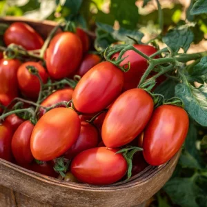 Roma VF Tomato Seeds – Classic Paste Variety, High-Yield (50 Seeds) - Image 3