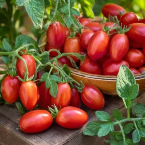 Roma VF Tomato Seeds – Classic Paste Variety, High-Yield (50 Seeds) - Image 4