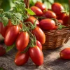 Roma VF Tomato Seeds – Classic Paste Variety, High-Yield (50 Seeds) - Image 1