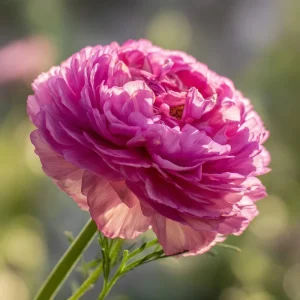 Rose Bonbon Cosmos Seeds - Double Rose-Pink Blooms, 25 Seeds, Annual Flower - Image 6