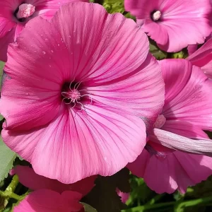 Rose Mallow Lavatera trimestris Flower Seeds - 50 Heirloom Seeds for Gardens & Cut Flowers - Image 2