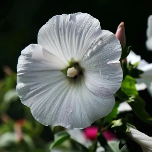 Rose Mallow Lavatera trimestris Flower Seeds - 50 Heirloom Seeds for Gardens & Cut Flowers - Image 3