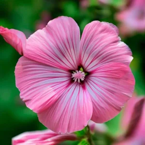 Rose Mallow Lavatera trimestris Flower Seeds - 50 Heirloom Seeds for Gardens & Cut Flowers - Image 4