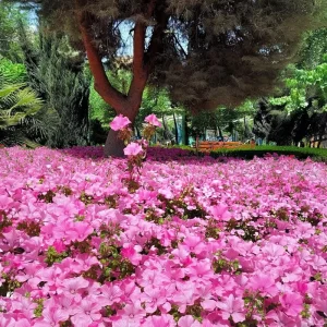 Rose Mallow Lavatera trimestris Flower Seeds - 50 Heirloom Seeds for Gardens & Cut Flowers - Image 5