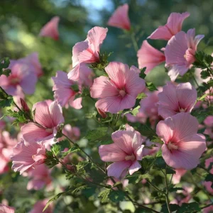 Rose Mallow Lavatera trimestris Flower Seeds - 50 Heirloom Seeds for Gardens & Cut Flowers - Image 6