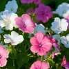 Rose Mallow Lavatera trimestris Flower Seeds - 50 Heirloom Seeds for Gardens & Cut Flowers - Image 1