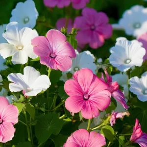 Rose Mallow Lavatera trimestris Flower Seeds - 50 Heirloom Seeds for Gardens & Cut Flowers - Image 1