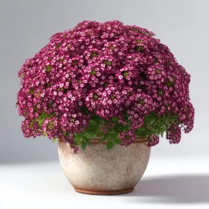 Rosie Purple Alyssum Seeds – 1500 Fragrant Violet Ground Cover Flower Seeds - Image 2
