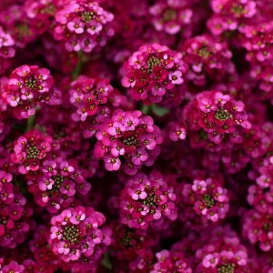 Rosie Purple Alyssum Seeds – 1500 Fragrant Violet Ground Cover Flower Seeds - Image 3