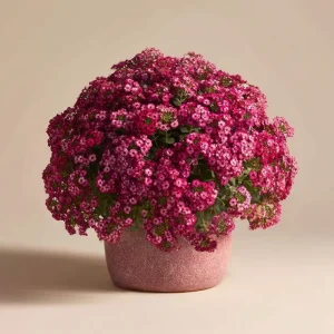 Rosie Purple Alyssum Seeds – 1500 Fragrant Violet Ground Cover Flower Seeds - Image 4