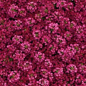 Rosie Purple Alyssum Seeds – 1500 Fragrant Violet Ground Cover Flower Seeds - Image 1