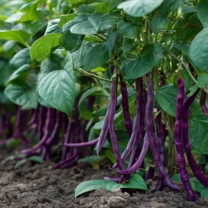 Royal Burgundy Bush Bean Seeds – Heirloom Purple Green Beans – 50 Seeds - Image 2