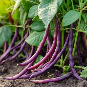Royal Burgundy Bush Bean Seeds – Heirloom Purple Green Beans – 50 Seeds - Image 3